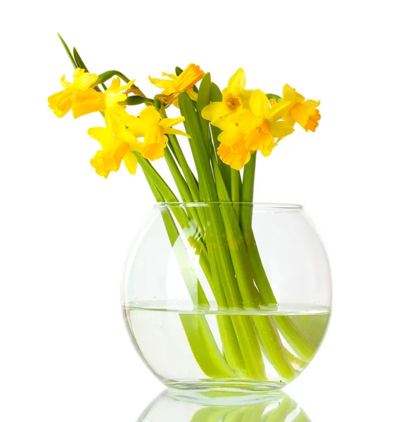 Gyönyörű sárga nárcisz elszigetelt fehér átlátszó vázában — Stock Fotó
