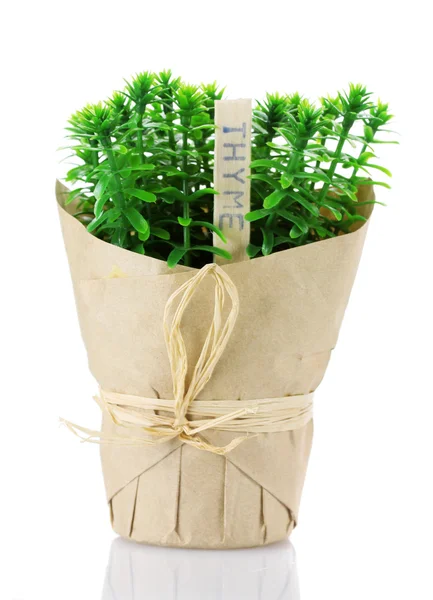 Planta de hierba de tomillo en maceta con hermosa decoración de papel aislado en blanco —  Fotos de Stock