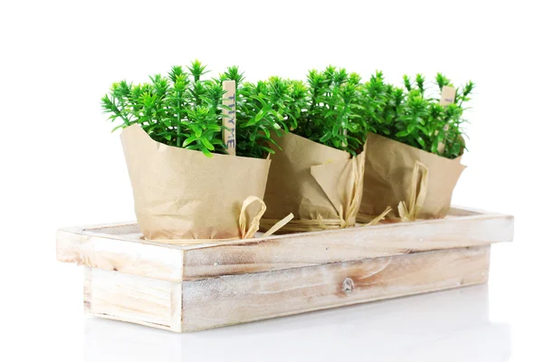 Plantas de hierba de tomillo en macetas con hermosa decoración de papel en soporte de madera aislado en blanco — Foto de Stock