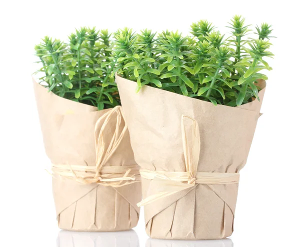 Plantas de hierba de tomillo en macetas con hermosa decoración de papel aislado en blanco — Foto de Stock