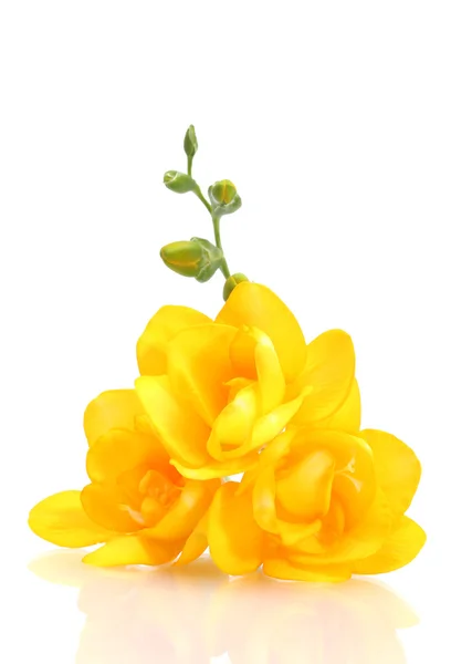Hermosa freesia amarilla aislada en blanco — Foto de Stock