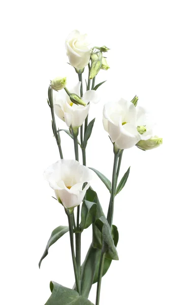 Krásný jarní květiny izolované na bílém — Stock fotografie