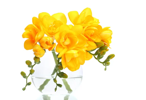 Beautiful yellow freesias in vase isolated on white — Stock Photo, Image