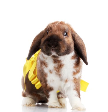 Lop-eared rabbit with yellow bow isolated on white clipart