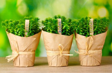 Thyme herb plants in pots with beautiful paper decor on wooden table on green background clipart