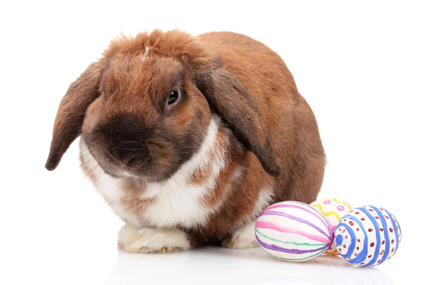 Coniglio dalle orecchie a luppolo con uova isolate su bianco — Foto Stock