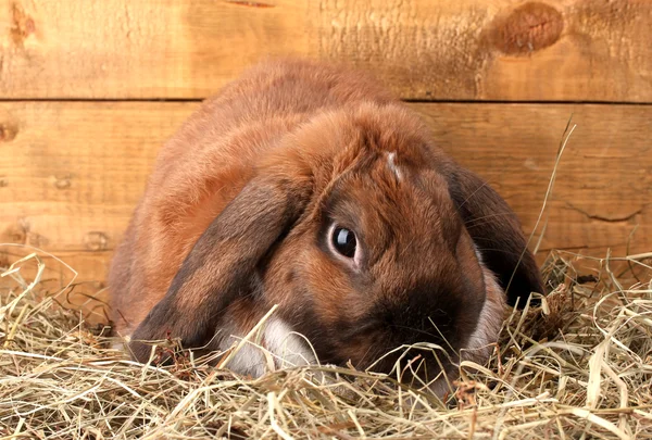 Conejo con orejas en un pajar sobre fondo de madera —  Fotos de Stock