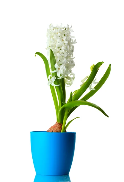 Mooie witte hyacint in blauwe bloempot geïsoleerd op wit — Stockfoto