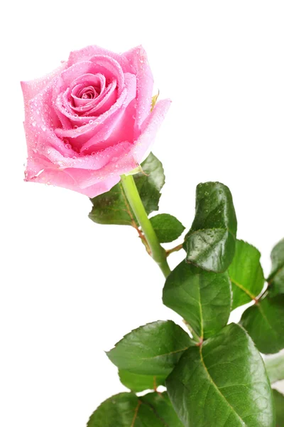 Rosa rosa hermoso aislado en blanco — Foto de Stock