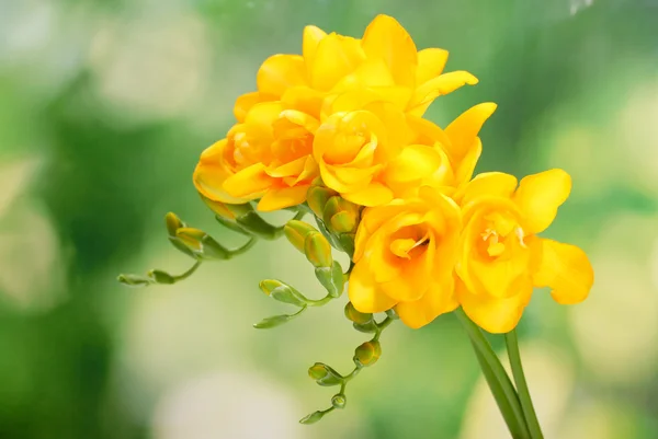 Beautiful yellow freesias on green background — Stock Photo, Image