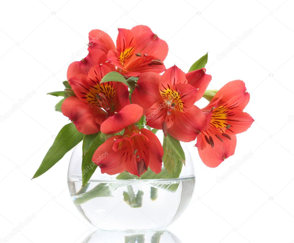 Alstroemeria red flowers in vase isolated on white