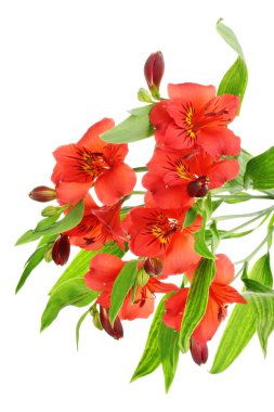 beyaz izole alstroemeria kırmızı çiçekler