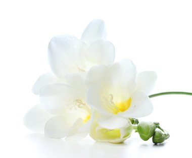 Beautiful freesia isolated on white