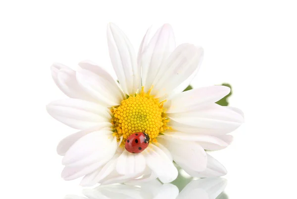 Ladybud sitter på kamomill blomma isolerad på vit — Stockfoto