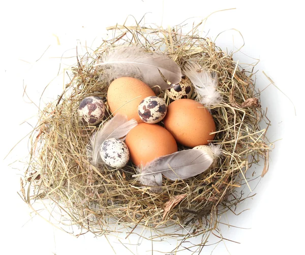 Ovos de galinha e codorniz em um ninho isolado em branco — Fotografia de Stock