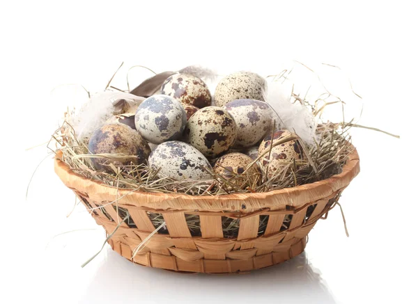 Kwartel eieren in nest geïsoleerd op wit — Stockfoto