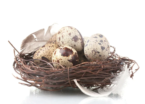Křepelčí vejce v hnízdě izolovaných na bílém — Stock fotografie