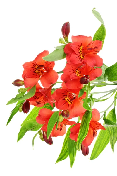 Alstroemeria rote Blüten isoliert auf weiß — Stockfoto