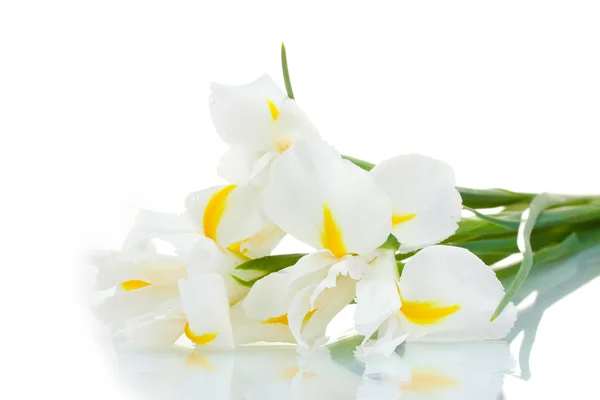 Hermosos iris aislados en blanco —  Fotos de Stock