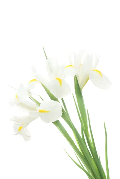 아름 다운 홍 흰색 절연 — 스톡 사진