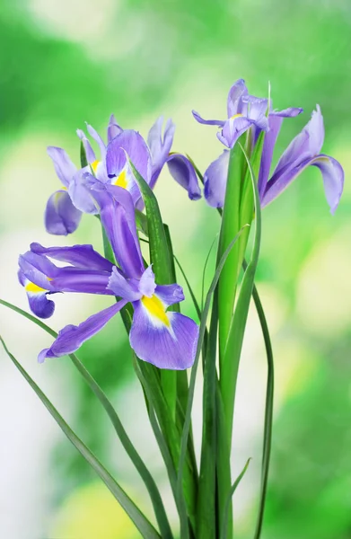Beaux iris lumineux sur fond vert — Photo