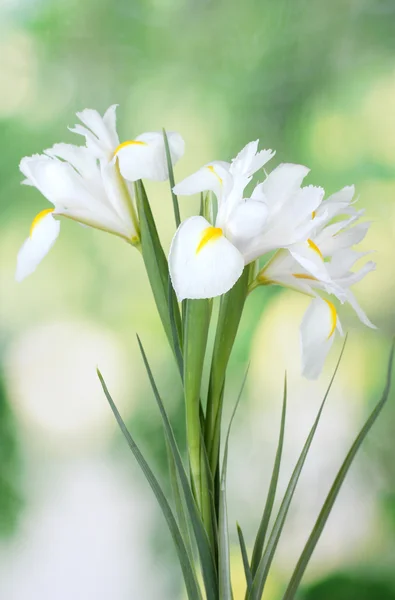 Hermosos iris sobre fondo verde —  Fotos de Stock