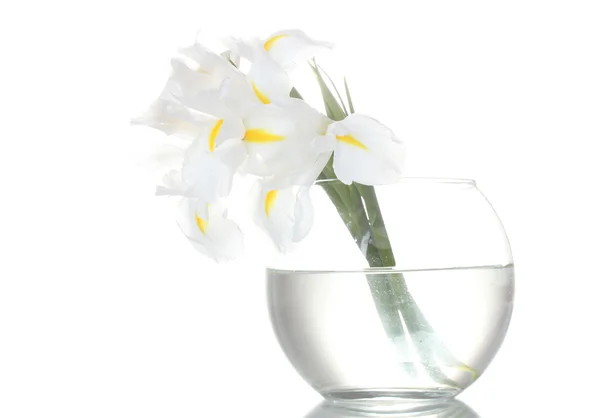 Hermosos iris en jarrón aislado en blanco — Foto de Stock