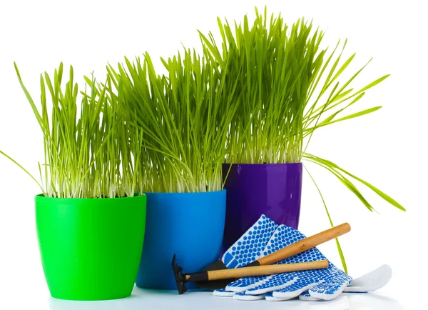 Beautiful grass in a flowerpots, garden tools and gloves isolated on white — Stock Photo, Image