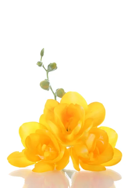 Gyönyörű sárga frézia elszigetelt fehér — Stock Fotó