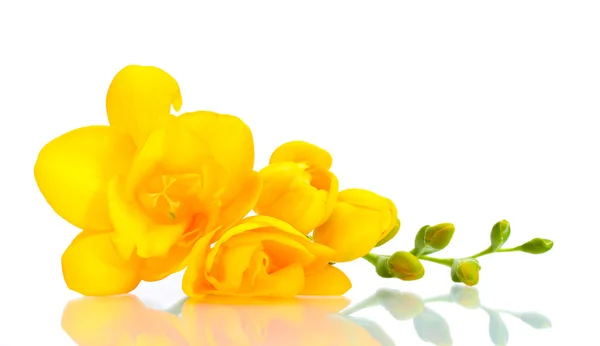 Piękny żółty frezja na białym tle — Zdjęcie stockowe