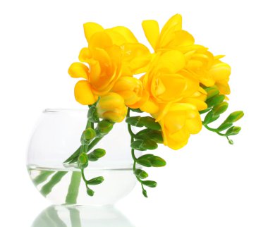 Beautiful yellow freesias in vase isolated on white clipart