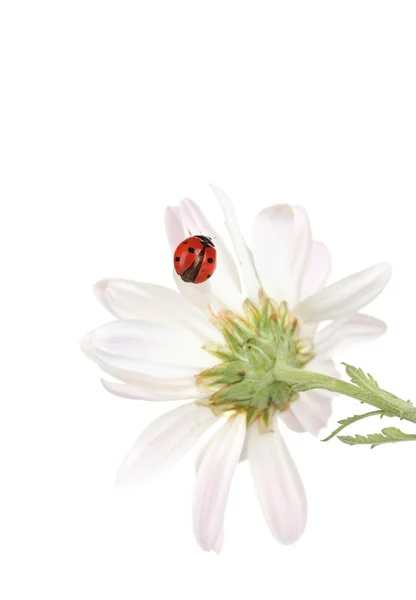 Ladybud sitting on chamomile flower isolated on white — Stock Photo, Image