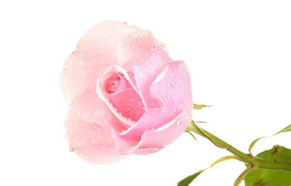 गुलाबी गुलाब सफेद पर अलग — स्टॉक फ़ोटो, इमेज