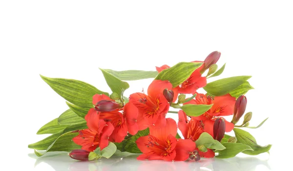 Alstremeria czerwone kwiaty na białym tle — Zdjęcie stockowe
