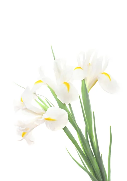 Beaux iris isolés sur blanc — Photo