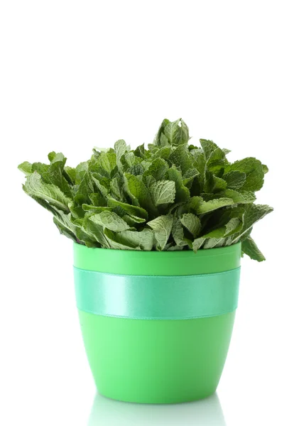 Fresh mint in flowerpot isolated on white — Stock Photo, Image