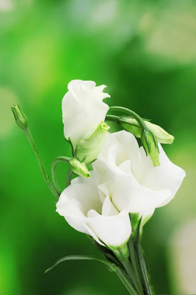 Belles fleurs printanières sur fond vert — Photo