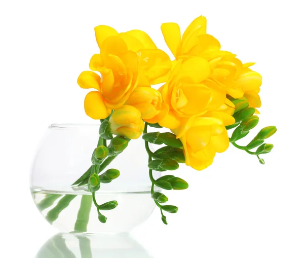 Mooie gele fresia's in vaas geïsoleerd op wit — Stockfoto
