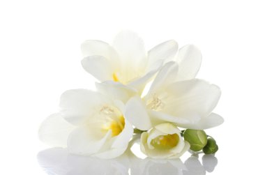 Beautiful freesia isolated on white