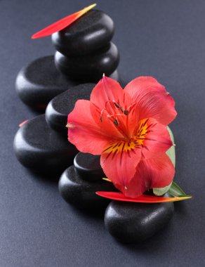 Spa taşları, kırmızı çiçek ve yaprakları gri arka plan üzerinde