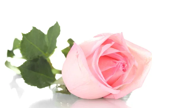 Rózsaszín rózsa elszigetelt fehér — Stock Fotó