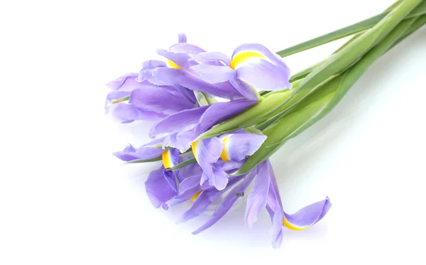 Beaux iris lumineux isolés sur blanc — Photo