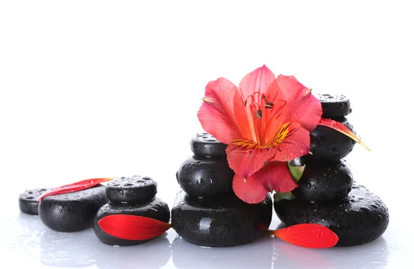 Wellness-Steine mit Tropfen, roten Blüten und Blütenblättern isoliert auf weiß — Stockfoto