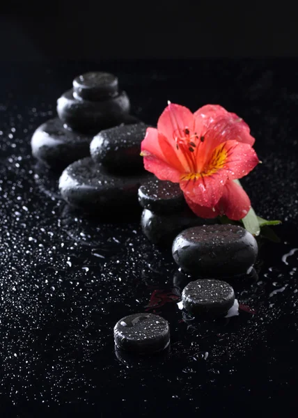 Spa stones with drops and red flower on black background