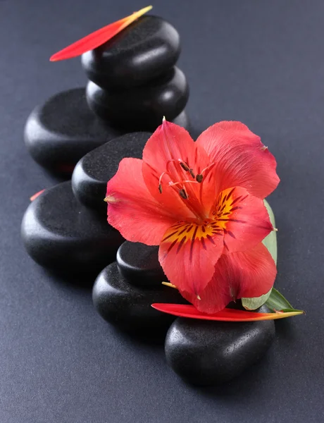 Piedras de spa, flores rojas y pétalos sobre fondo gris —  Fotos de Stock