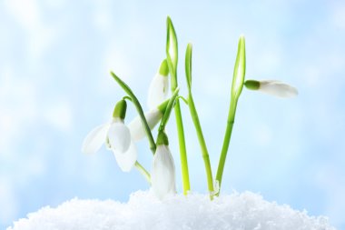 Beautiful snowdrops in snow on blue background clipart