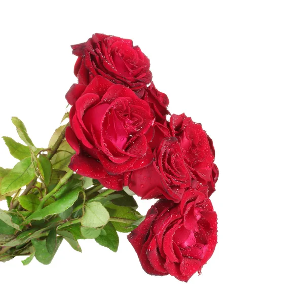 Όμορφη ανθοδέσμη των κόκκινων τριαντάφυλλων που απομονώνονται σε λευκό — Φωτογραφία Αρχείου