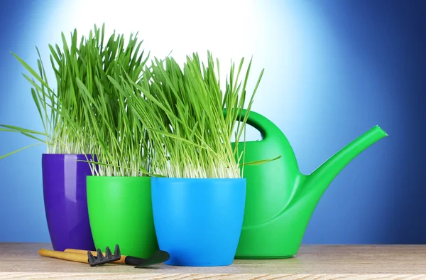 Vackra gräs i en blomkrukor, vattning kan och trädgårdsredskap på träbord på blå bakgrund — Stockfoto