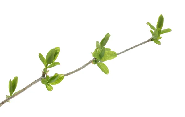 白に緑の葉が孤立した分枝 — ストック写真