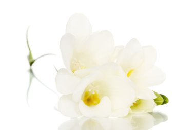 Beautiful freesia isolated on white